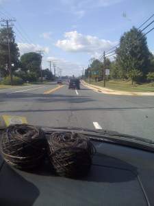 The new Manos yarn takes a ride up Route One