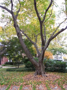 Maple Terrace Tree